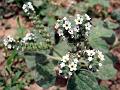 Common Heliotrope